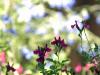 Flores